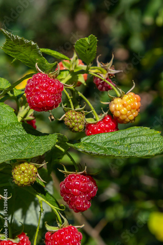 Fruits of raspberry and green leaves on a bush branch