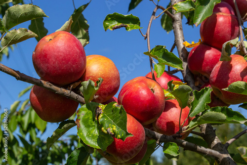 Organic apples. Fruit without chemical spraying. Orchard