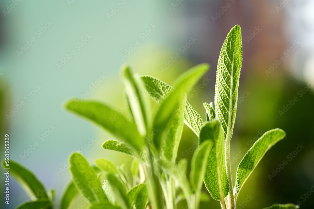 Fresh sage plant growing outdoors, close up Fresh sage plant growing outdoors, close up