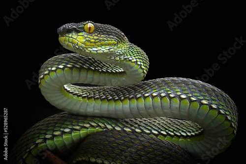 close up of a green snake