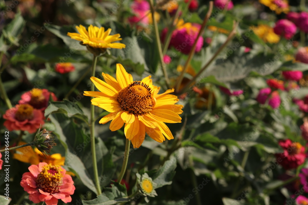 flowers in the garden flowers in the garden