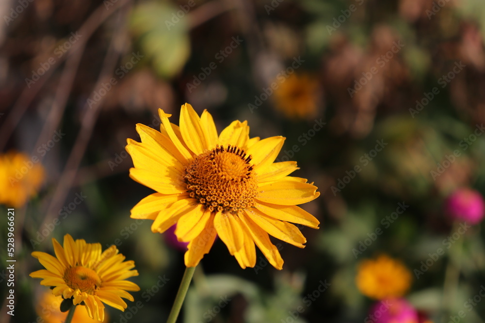 yellow flowers in the garden yellow flowers in the garden