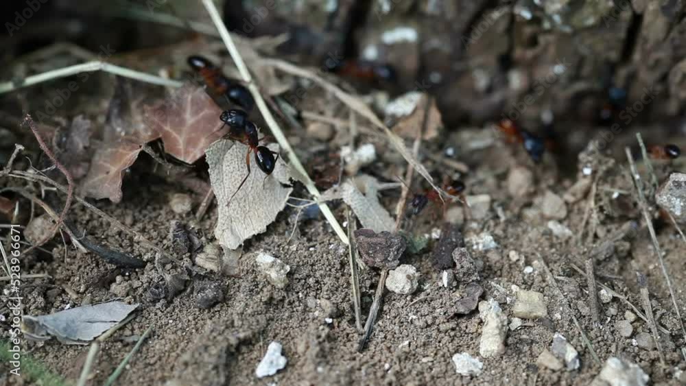 Close up macro view of black ants hill working on ground nest, animal insect wildlife Close up macro view of black ants hill working on ground nest, animal insect wildlife
