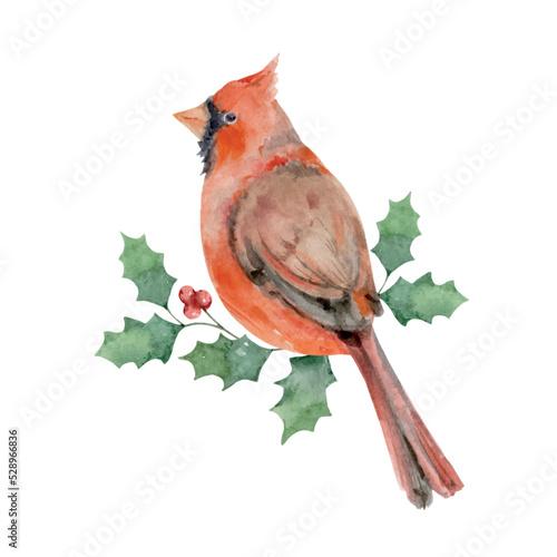 Watercolor vector Christmas arrangement with Bird Cardinal and holly jolly.