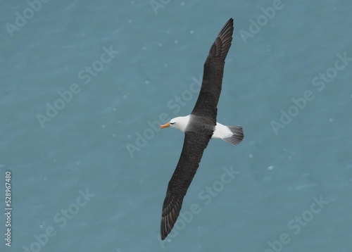 Large black browed albatross bird flying over a sea photo