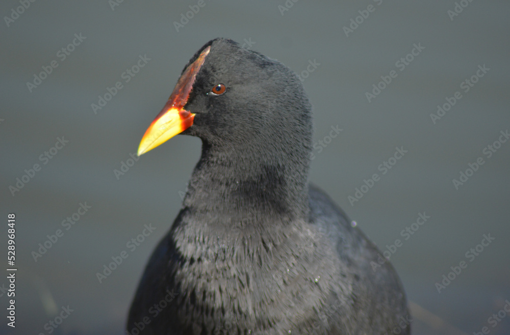 Chilean seabirds, subtropical animals from the south of the continent Chilean seabirds, subtropical animals from the south of the continent