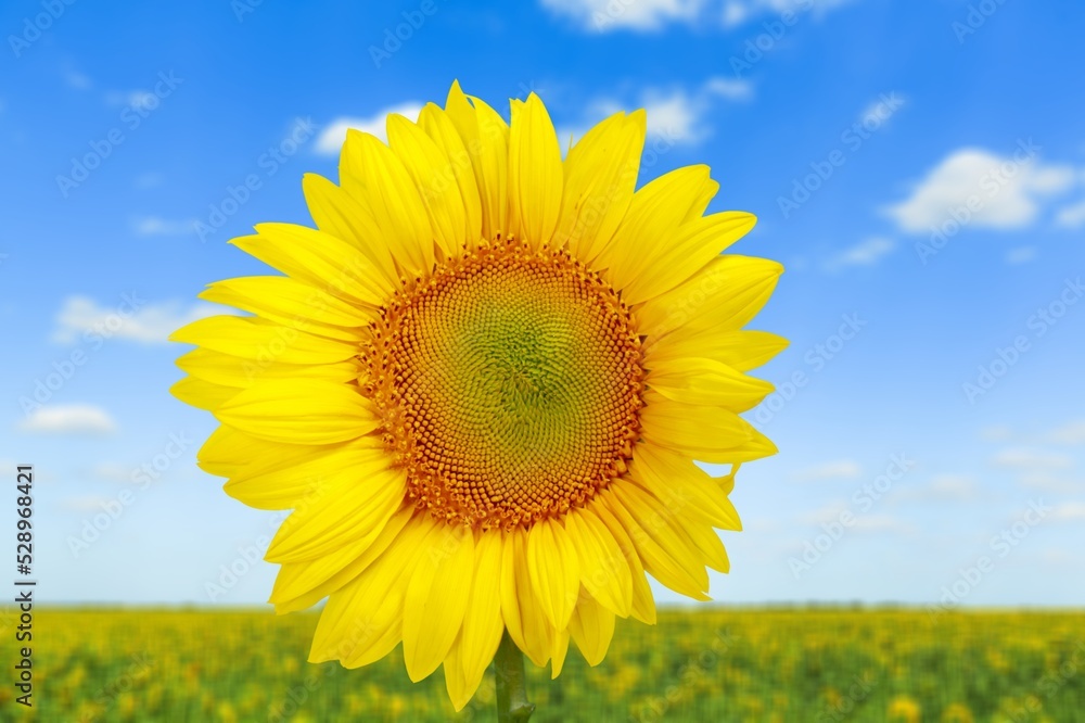 Sunflower yellow flower on a sunflower field background Sunflower yellow flower on a sunflower field background