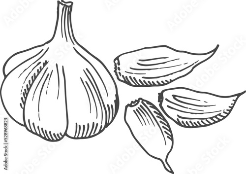 Garlic head with cloves sketch. Spice food engraving