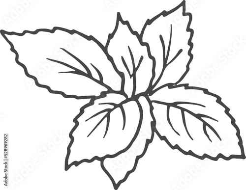 Basil leaves sketch. Culinary herb. Fresh food