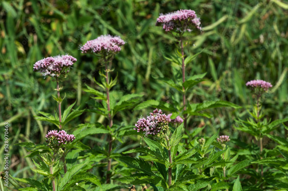 Eupatorium cannabinum - Hemp-agrimony - Eupatoire chanvrine - Eupatoire à feuilles de chanvre Eupatorium cannabinum - Hemp-agrimony - Eupatoire chanvrine - Eupatoire à feuilles de chanvre