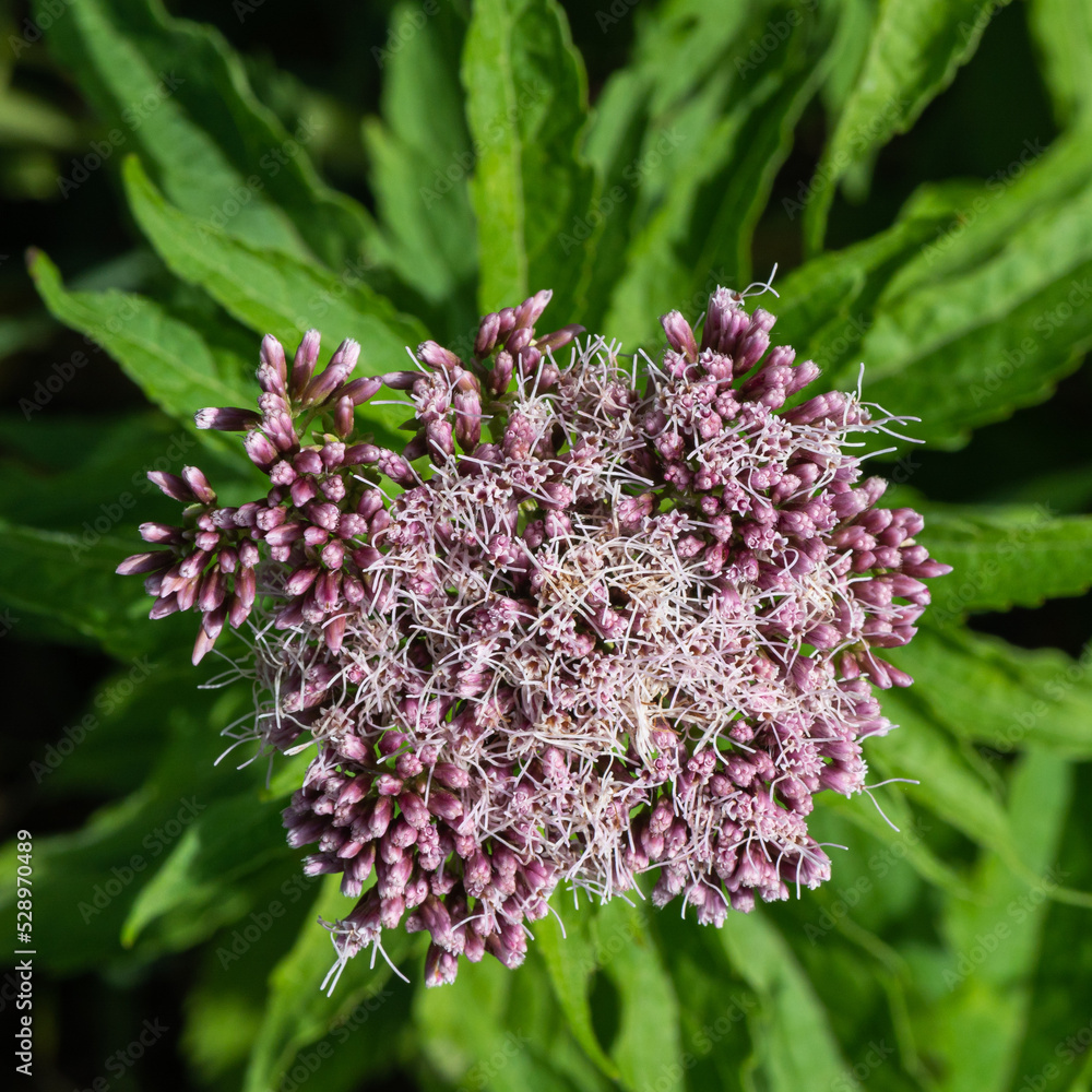 Eupatorium cannabinum Hempagrimony Eupatoire chanvrine Eupatoire