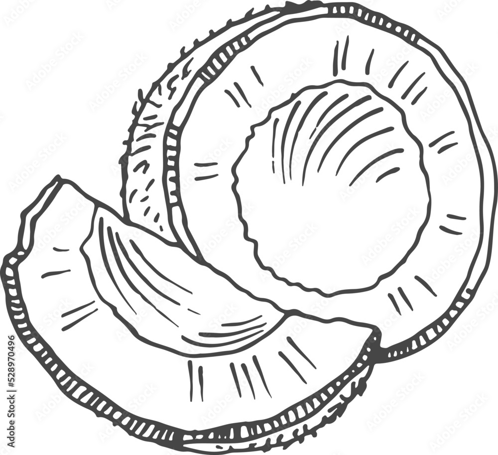 Coconut drawing. Exotic milk nut. Tropical plant sketch Coconut drawing. Exotic milk nut. Tropical plant sketch