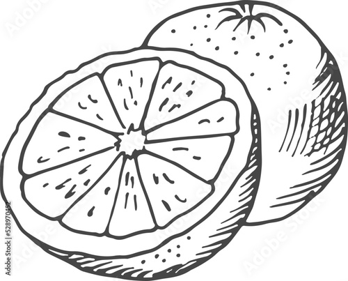Half cutted citrus engraving. Juicy orange drawing