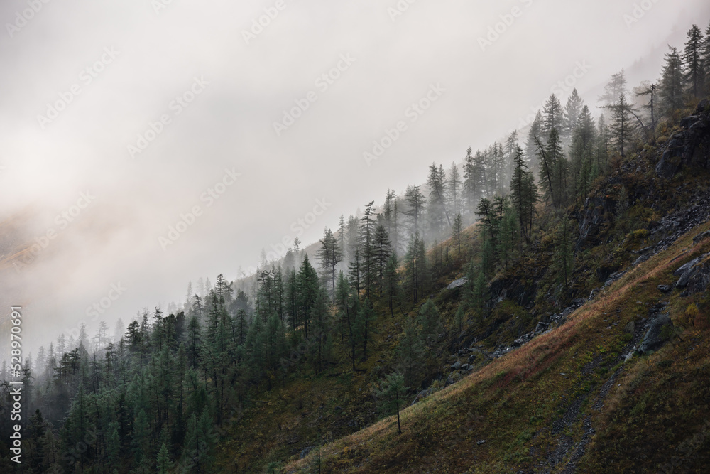 Pointy trees silhouettes on mountainside in low clouds. Coniferous forest in hillside in mysterious fog at early morning. Misty mountain scenery with fir tops in golden sunlight. Fading autumn colors.