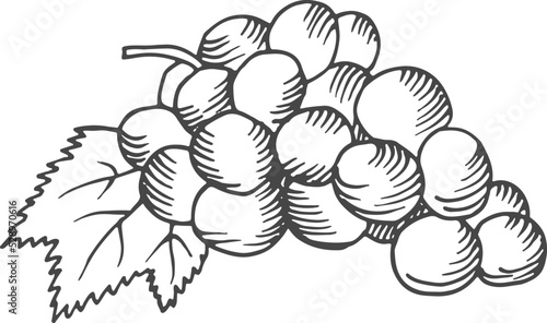 Grape bunch engraving. Wine berries hand drawn sketch