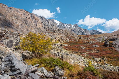 Colorful autumn landscape with willow tree among multicolor shrubs and sharp rocks in sunny day. Vivid autumn colors in high mountains. Motley mountain flora with view to rocky range in bright sun.