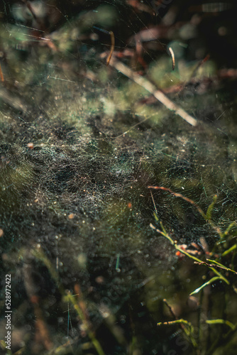 spider web in the forest © Adomoniis