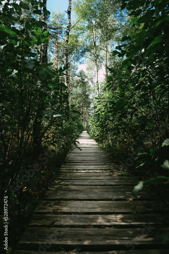 path in the forest