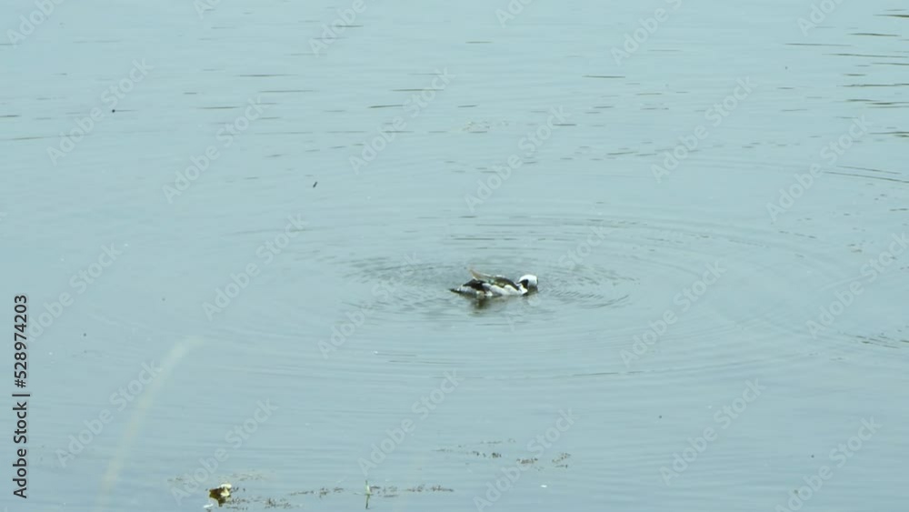 Cotton pygmy goose floating calmly in the water Cotton pygmy goose floating calmly in the water