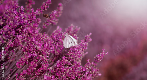 Fototapeta Biały motyl na polu lawendy