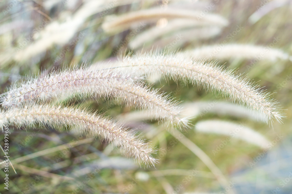 Different ornamental grasses in the garden. Nature Different ornamental grasses in the garden. Nature