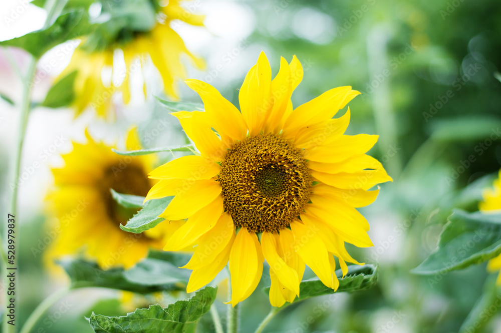 Flowering sunflowers in the field, summer, harvest Flowering sunflowers in the field, summer, harvest