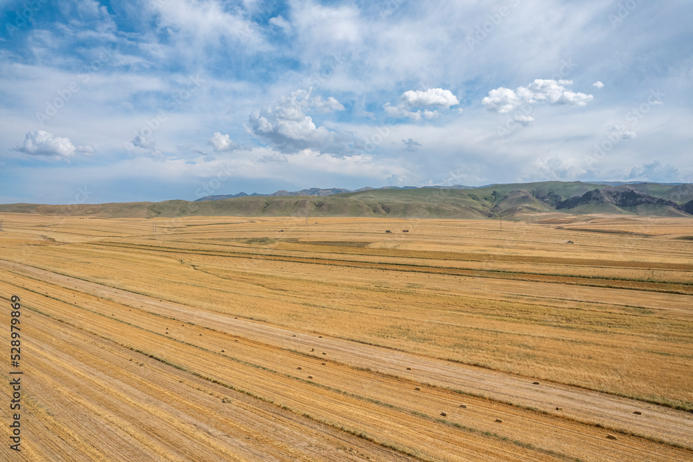 wheatland in Xinjiang China