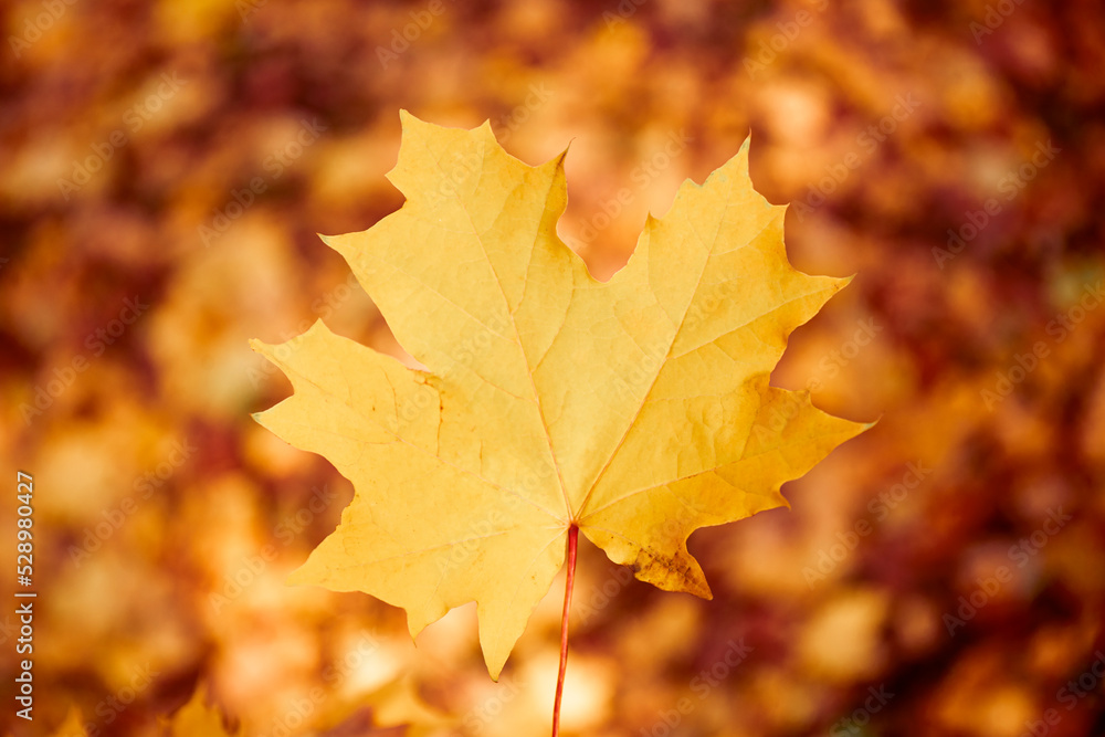 Autumn maple Leaf close up. Nature autumn background