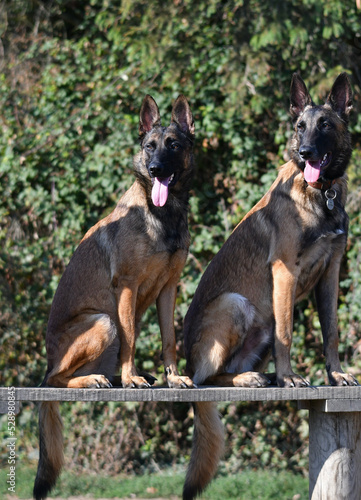 Portrait of 2 beautiful belgian shepherd dogs sitting side by side on a board in a dog training ground at sunrise.