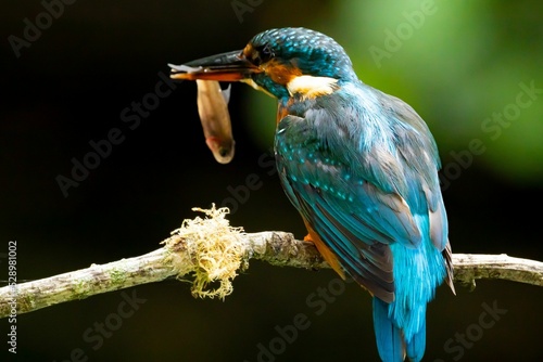 Selective focus of a rear view of a kingfisher drying up on a branch and holding Fototapet