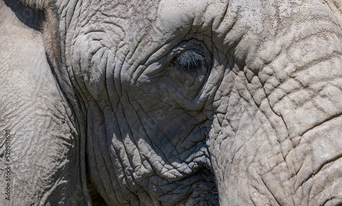 Nahaufnahme von einem Elefanten in der Savanne von Süd Afrika © ShDrohnenFly