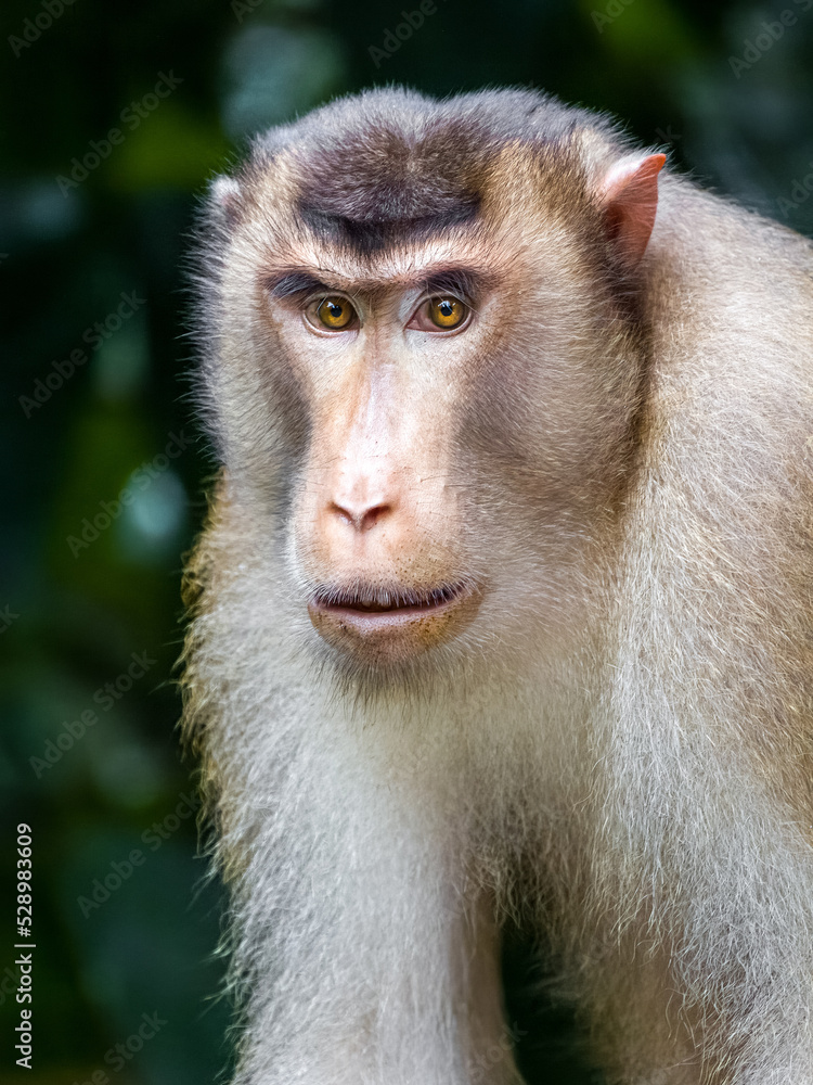 Borneo macaque monkey staring at camera with serious handsome and thoughtful face Borneo macaque monkey staring at camera with serious handsome and thoughtful face