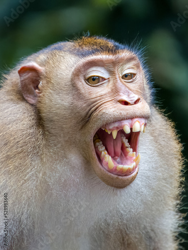 Photography Borneo macaque monkey smiling and showing teeth in aggressive smile or laughing