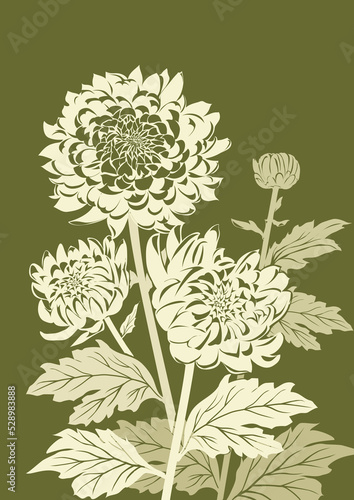 Japanese chrysanthemum