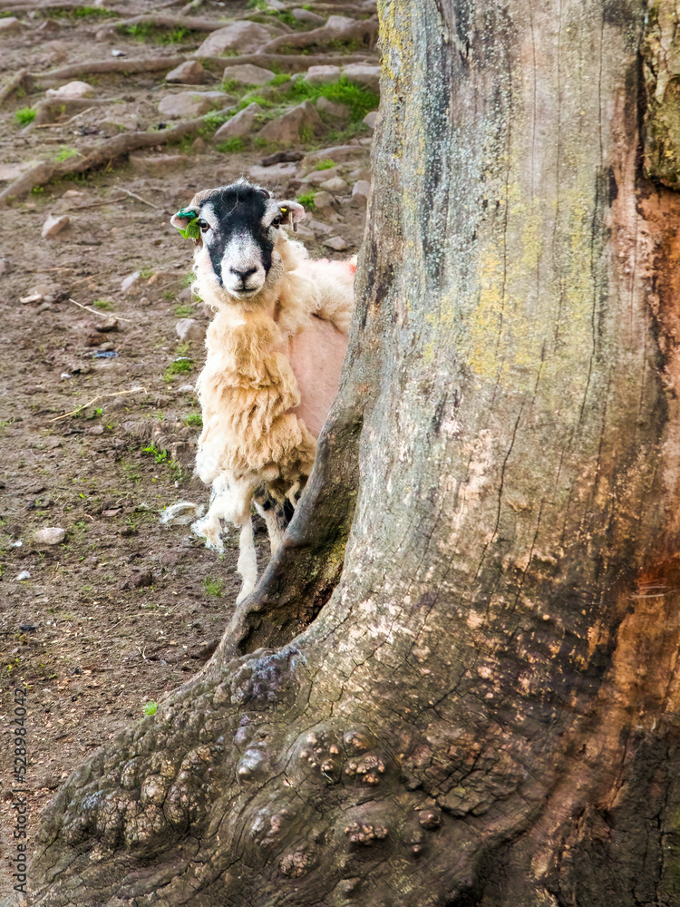 semi-naked embarrassed sheep hiding behind a tree in Yorkshire field ...