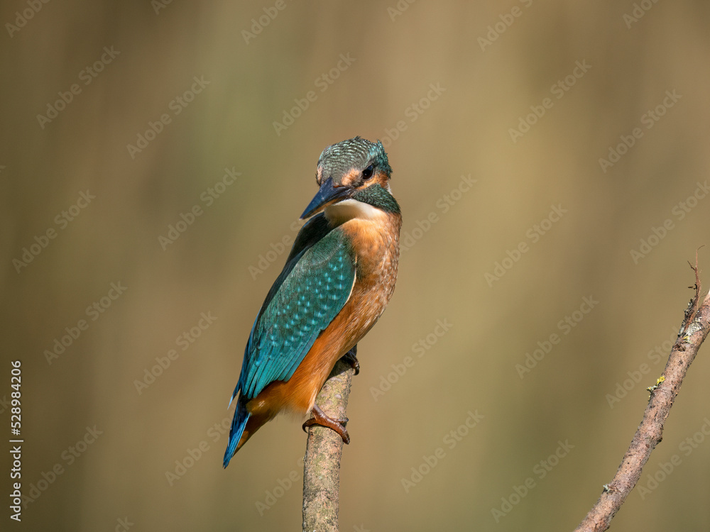 Obraz premium kingfisher on the branch