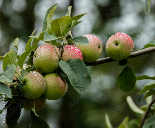 Beautiful apples on a tree trunk