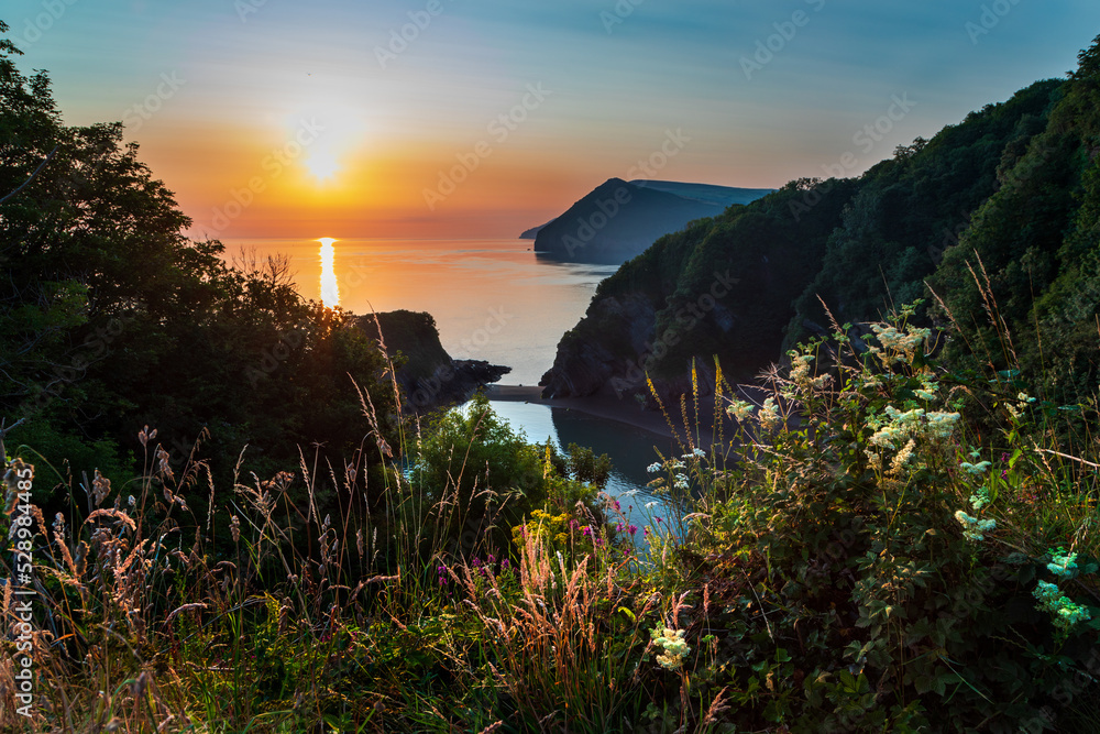 Sunrise over the Devon coast with colourful wild flowers in the foreground 