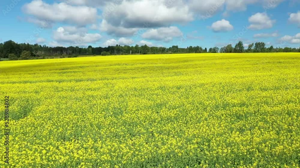 Drone video moving slowly over a field of canola flowers with the sun on the yellow flowers in the countryside of St-Tharcicius near Matane in Gaspesie. Drone video moving slowly over a field of canola flowers with the sun on the yellow flowers in the countryside of St-Tharcicius near Matane in Gaspesie.