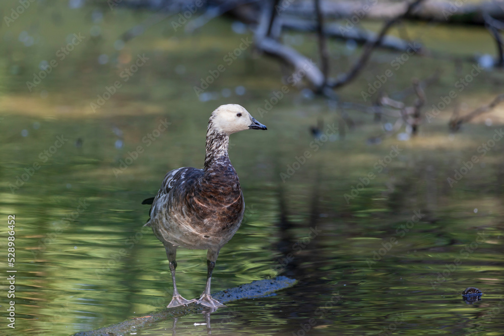Greylag goose - Anser anser- species of large goose in the waterfowl family Anatidae and the type species of the genus Anser. Greylag goose - Anser anser- species of large goose in the waterfowl family Anatidae and the type species of the genus Anser.