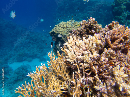 Fototapeta Naklejka Na Ścianę i Meble -  Coral reef in the Red Sea with its many inhabitants, Hurghada, Egypt
