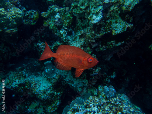 Fototapeta Naklejka Na Ścianę i Meble -  Coral reef in the Red Sea with its many inhabitants, Hurghada, Egypt