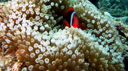 Fotografia Tomato anemonefish in anemone Boracay Island Philippines
