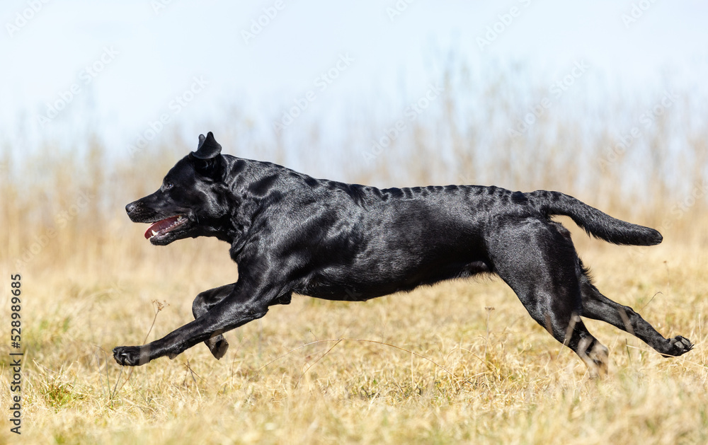 black running labrador retriever black running labrador retriever