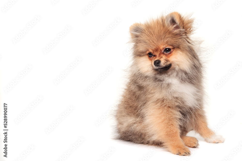 Little red puppy sitting on white background. Pomeranian spitz isolated on white
