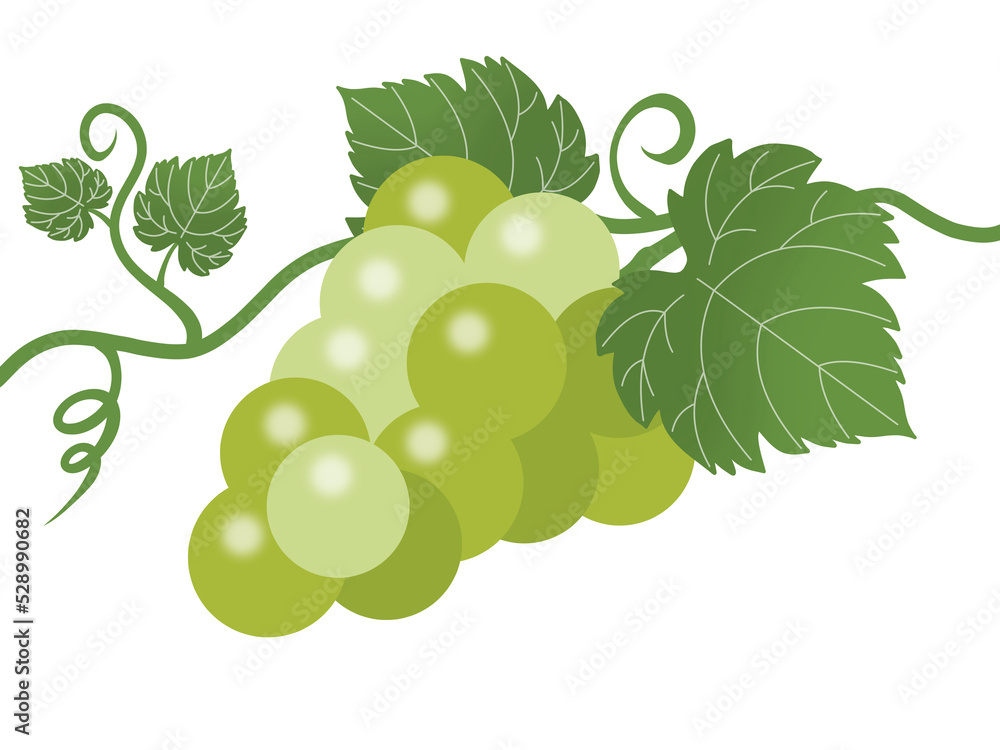 Obraz premium The taste of autumn Grape (muscat) and vine background material