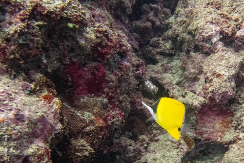 Yellow longnose butterflyfish in the water photo