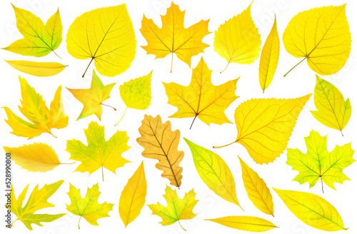 Collection of 25 yellow autumn tree leaves on white background. Digital illustration