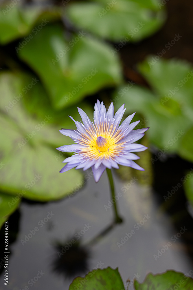 specific to lotus and melted backdrop specific to lotus and melted backdrop