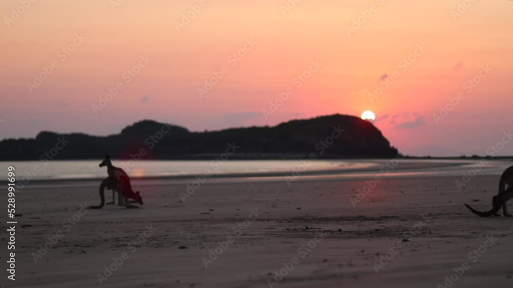Wallabies eating from the beach sand at sunrise in Cape Hillsborough, Australia Wallabies eating from the beach sand at sunrise in Cape Hillsborough, Australia